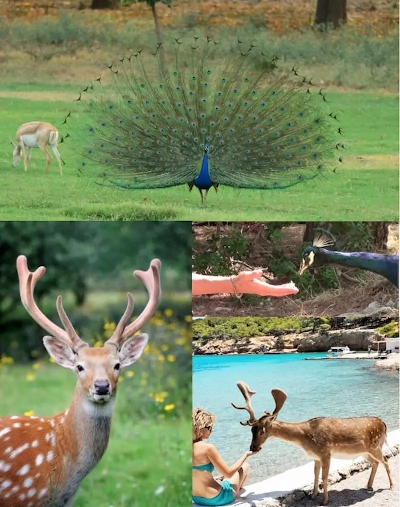 Остров Мони — природа и пляжи