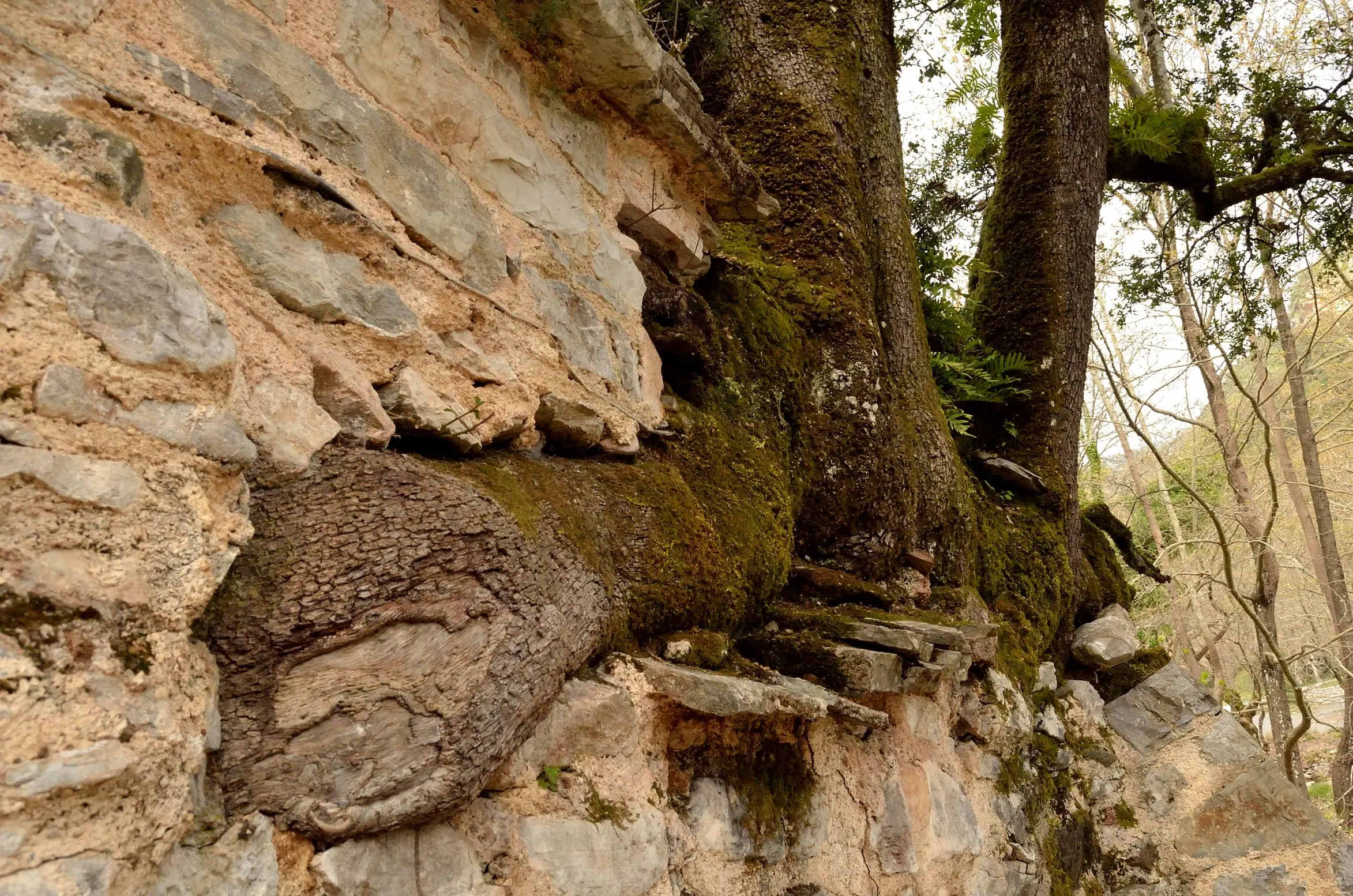 Деревья на крыше храма