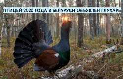 Белорусскость как, бессимптомная русскость